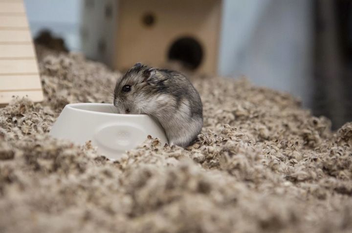 COMFY COTTON BEDDING PODŁOŻE BAWEŁNIANE 10L zdjęcie 11