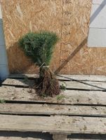 SOSNA POSPOLITA sadzonki 30-45 cm 100 sztuk