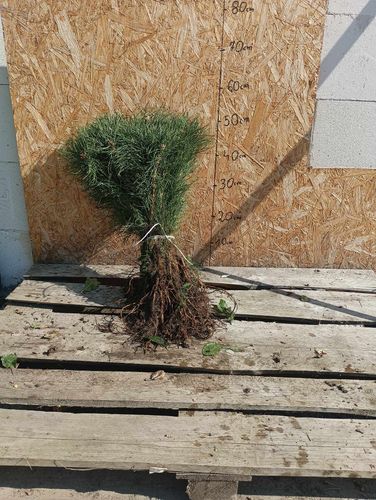 SOSNA POSPOLITA sadzonki 30-45 cm 100 sztuk na Arena.pl