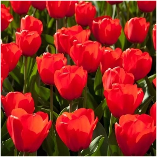 TULIPAN CZERWONY cebulki 50 szt. + GRATIS na Arena.pl