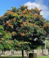 ASIOKA Saraca asoca NASIONA 20 sztuk - 100g.