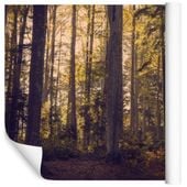 Fototapeta Las Natura ZIELEŃ Drzewa do Sypialni 135x90