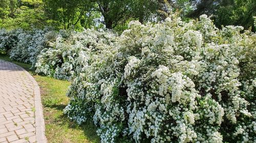 Tawuła nippońska 'Halward's Silver' (Spiraea nipponica') Doniczka 2.0L na Arena.pl