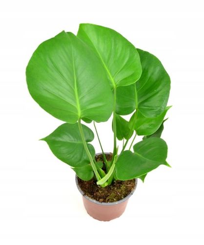 Monstera Deliciosa, Piękna , DUŻA ~ 50 cm na Arena.pl