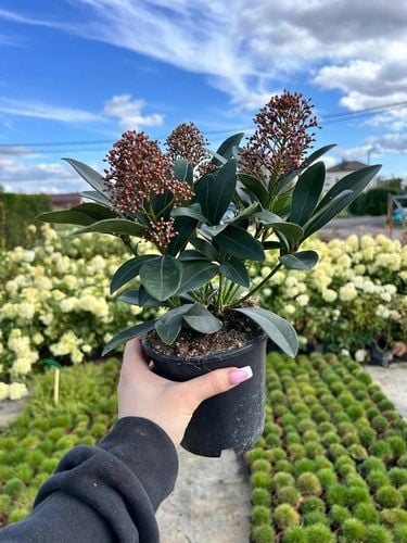 SKIMIA JAPOŃSKA Duże Sadzonki 1L 'Rubella' na Arena.pl