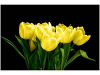 60X40CM ŻÓŁTE TULIPANY- MARK FREETH OBRAZ
