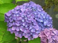 HORTENSJA OGRODOWA YOLA - sadzonki w doniczkach