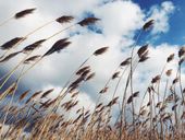 FOTOTAPETA KWIATY ŁĄKA POLE KŁOSY