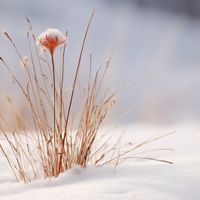 Plakat 100x100cm Zima w Detalach