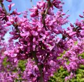 JUDASZOWIEC CHIŃSKI 3 Letnie Sadzonki P9 Dobrze Ukorzeniona Sadzonka