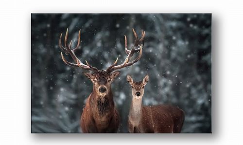 OBRAZ NA PŁÓTNIE 034 Jelenie zimą 100x70cm na Arena.pl