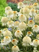 product-compare-63055415