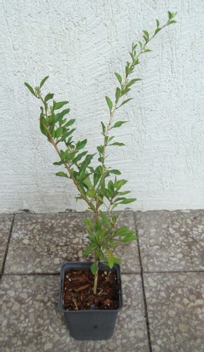 JAGODA GOJI NEW BIG Kolcowój - sadzonki w doniczkach na Arena.pl