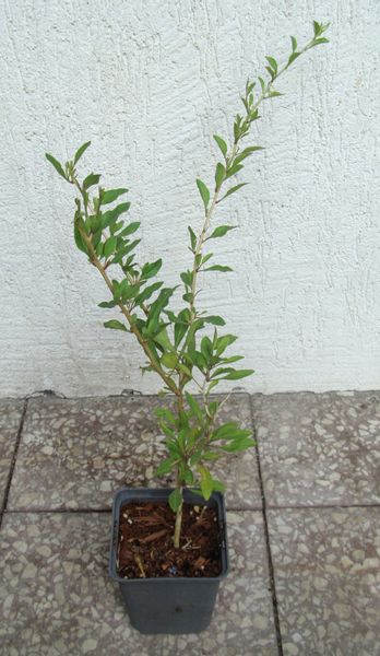 JAGODA GOJI NEW BIG Kolcowój - sadzonki w doniczkach zdjęcie 4