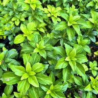 Runianka japońska Zielony Dywan (Pachysandra terminalis) Doniczka 1.0L