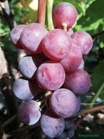 Winorośl 'Lutti' (Vitis) w doniczkach P9, wysokość 50-70 cm