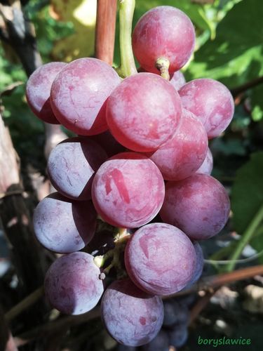 Winorośl 'Lutti' (Vitis) w doniczkach P9, wysokość 50-70 cm na Arena.pl