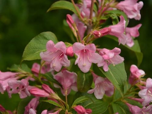 Krzewuszka cudowna PICCOLO Niewysoka Miniaturowa na Arena.pl