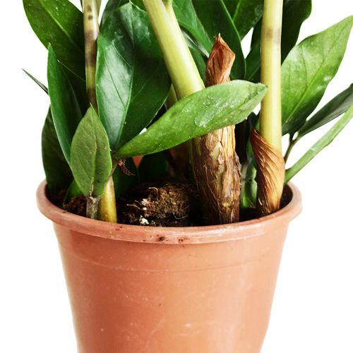 ZAMIOKULKAS (ZAMIOCULCAS) 35cm na Arena.pl