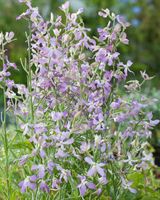 NASIONA Kwiatów Maciejka JASNOFIOLETOWA Pachnąca 5g Kwiaty Maciejki 411951