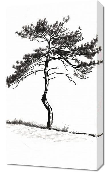 Obraz 40x70cm Samotna Sosna zdjęcie 1