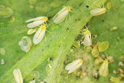 2x Spray na mszyce i szkodniki naturalny eko COMPO BIO 750ml + wampirki na Arena.pl