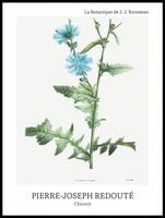 Plakat 60x80cm Design Chicory, Redoute Vintage do Salonu
