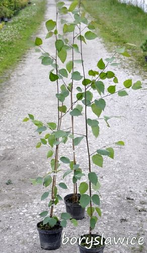 Brzoza pożyteczna Jacquemonta 'Doorenbos' (Betula) w C2, 120-150 cm na Arena.pl