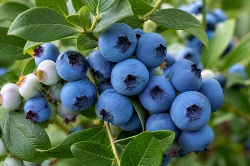Borówka Sapphire - Vaccinium na Arena.pl