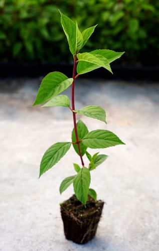 Hortensja Bukietowa MAGICAL MONT BLANC 10-20cm Kolorowe Kwiatostany na Arena.pl