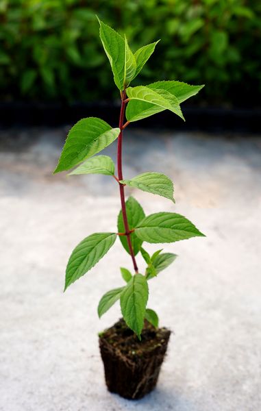 Hortensja Bukietowa MAGICAL MONT BLANC 10-20cm Kolorowe Kwiatostany zdjęcie 2