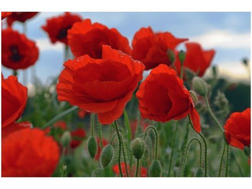 100 70CM OBRAZ PŁÓTNO MAKI DUNCAN PŁÓTNO RAMA na Arena.pl