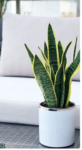 DONICZKA OSŁONKA CERAMICZNA BIAŁA DONICZKI OSŁONKI na Arena.pl