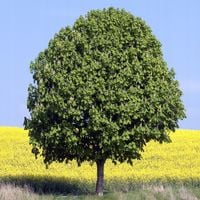 Kasztanowiec zwyczajny Pospolity Biały Miododajny Kasztan Sadzonki C2