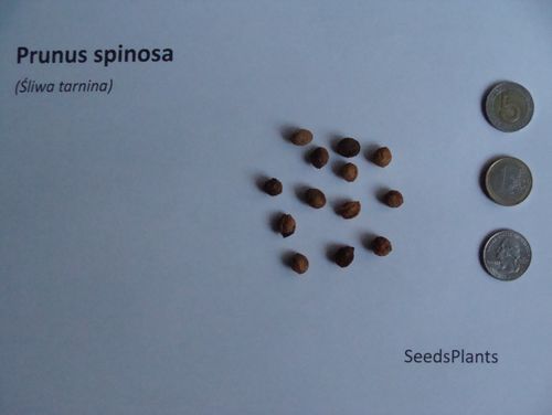 ŚLIWA TARNINA Prunus spinosa- NASIONA 50 sztuk - 10g. na Arena.pl