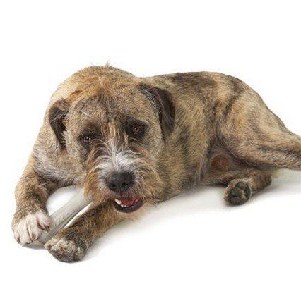 Petstages Deerhorn Petite Ps667 na Arena.pl
