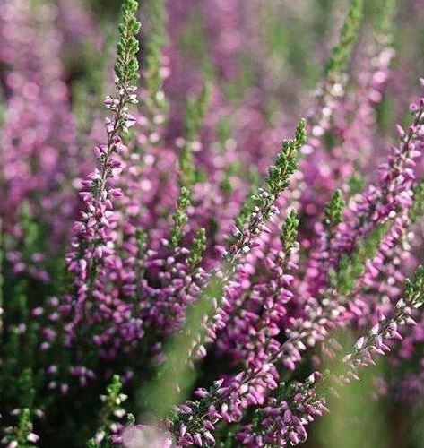 SUMIN ZAKWASZAJĄCY 2,5KG NAWÓZ KWAŚNOLUBNYCH BORÓWKI BORÓWEK WRZOSY zdjęcie 3