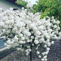 MIGDAŁEK NA PNIU BIAŁY 140 / 160 CM