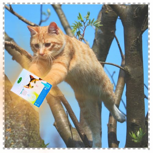 PREPARAT PRZECIW PCHŁOM I KLESZCZOM DLA KOTÓW NA KROPLE PCHŁY I KLESZCZE na Arena.pl