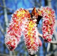 TOPOLA BIAŁA oryginalna - sadzonki 120 / 140 cm