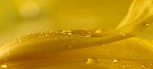 Proton Labs - Colostrum Liofilizowane 45% immunoglobulin 1000 mg | 60 kaps. na Arena.pl