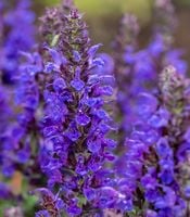 Szałwia omszona Marcus - Salvia nemorosa