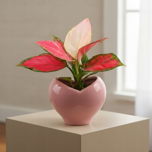 AGLAONEMA Pinky Promise DØ6cm Łatwa w uprawie. Idealna na prezent na Arena.pl