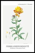 Plakat 40x60cm Design Chearinthus Cheiri, Redoute Vintage do Salonu