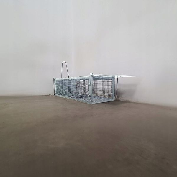 Żywołapka Pułapka na Szczury Kuny Łaski Norki Chwytacz Myszołapka XL Repest zdjęcie 5
