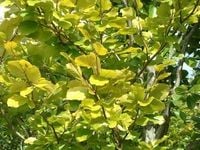 Buk kolumnowy złoty Dawyck Gold 30-50cm C1