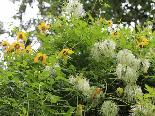 Powojnik Clematis Bill MacKenzie C2 E na Arena.pl