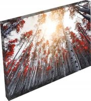 OBRAZ las brzozowy do pokoju salonu kuchni 120x80