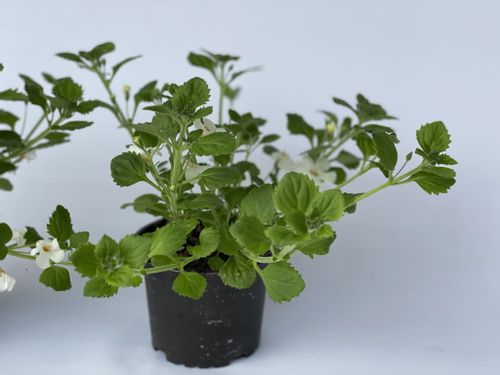 5x Bakopa Bacopa Sutera biała, sadzonki na Arena.pl