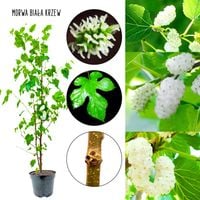 Morwa Biała KRZEW wyjątkowy smak owoców 100-150 cm